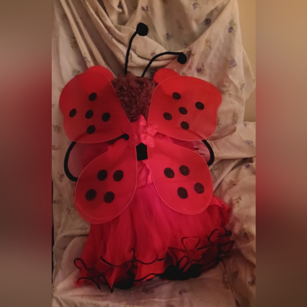 Fancy Ladybug - Picture 5 of 9